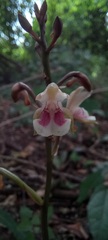 Eulophia maculata
