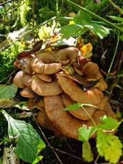 Lentinellus cochleatus