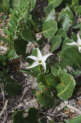 Jaborosa integrifolia