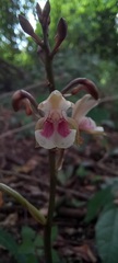 Eulophia maculata