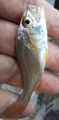 Bairdiella chrysoura