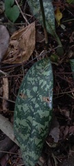Eulophia maculata