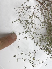 Euphorbia gracillima