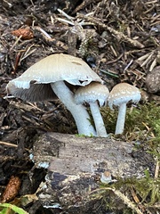 Psathyrella frustulenta