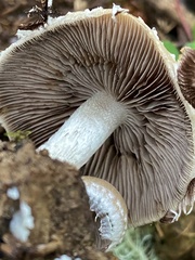 Psathyrella frustulenta