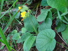Primula elatior