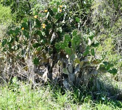 Opuntia megapotamica