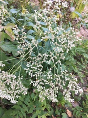Eupatorium serotinum