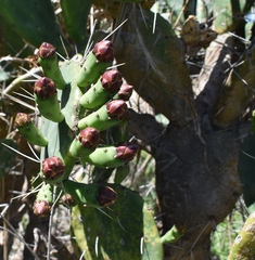Opuntia megapotamica