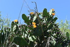 Opuntia megapotamica