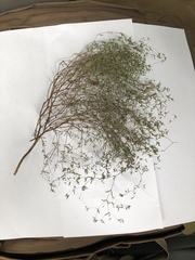 Euphorbia gracillima