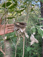 Passerina cyanea