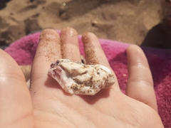 Amphibalanus amphitrite