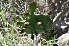 Opuntia megapotamica