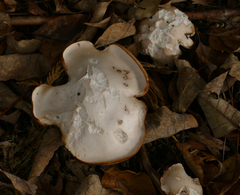 Polyporus radicatus