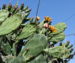 Opuntia megapotamica