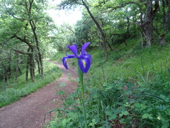 Iris latifolia