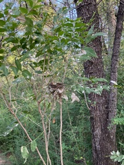 Passerina cyanea
