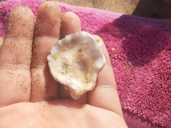 Amphibalanus amphitrite