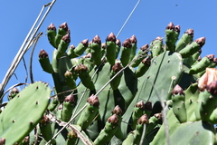 Opuntia megapotamica