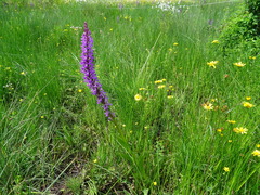 Dactylorhiza elata