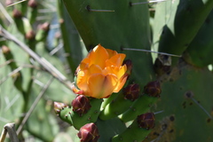 Opuntia megapotamica
