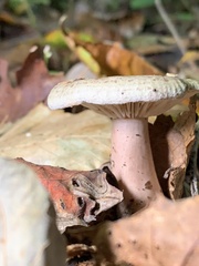 Lactarius