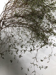 Euphorbia gracillima