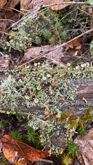 Cladonia cristatella