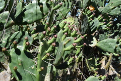 Opuntia megapotamica