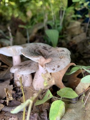 Lactarius