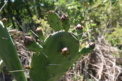 Opuntia megapotamica