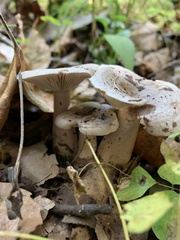 Lactarius