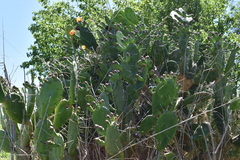 Opuntia megapotamica