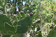 Opuntia megapotamica