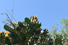 Opuntia megapotamica