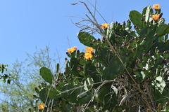 Opuntia megapotamica
