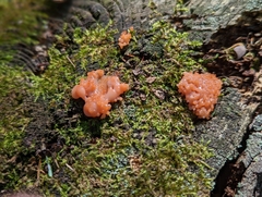 Tubifera ferruginosa