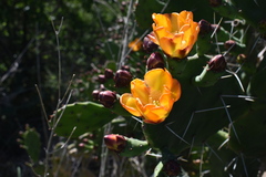 Opuntia megapotamica
