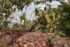 Ortalis poliocephala