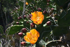 Opuntia megapotamica