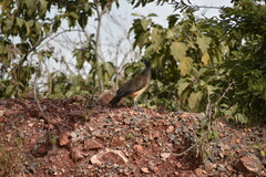 Ortalis poliocephala