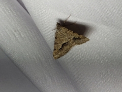 Frederickia s-signata