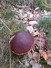 Boletus pinophilus