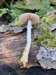 Agaricus diminutivus