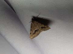 Frederickia s-signata