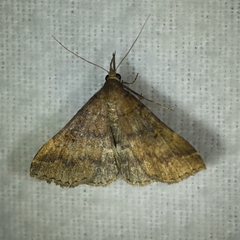 Renia discoloralis