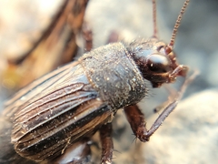 Allonemobius fasciatus