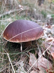 Boletus pinophilus