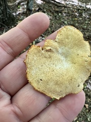 Neofavolus americanus